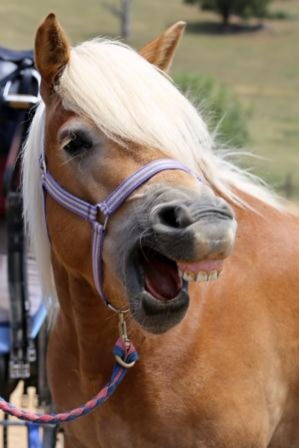 Pony open mouth web2